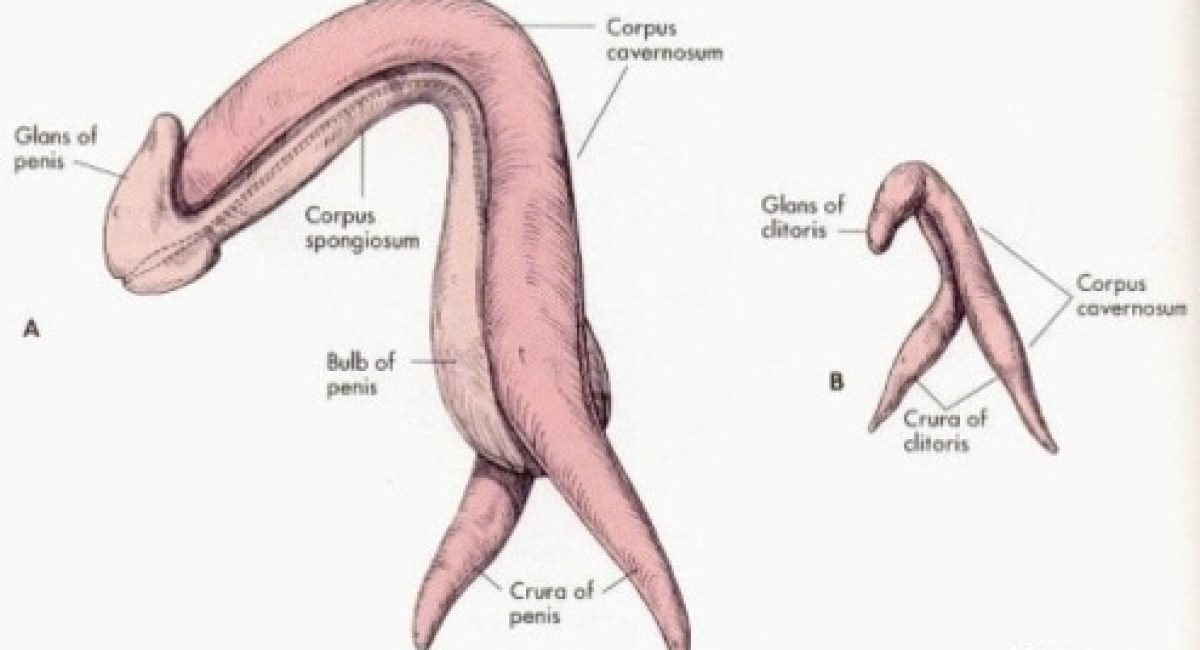 clitoris-penis_2_orig
